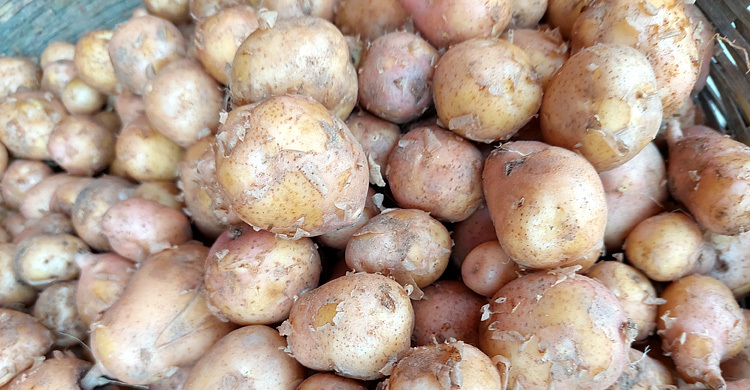 নতুন আলুর কেজি ৪০০ টাকা